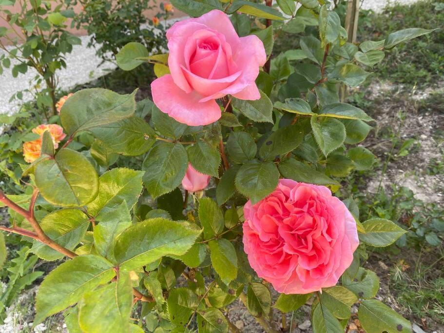 Photo of Others in Sivry-sur-Meuse