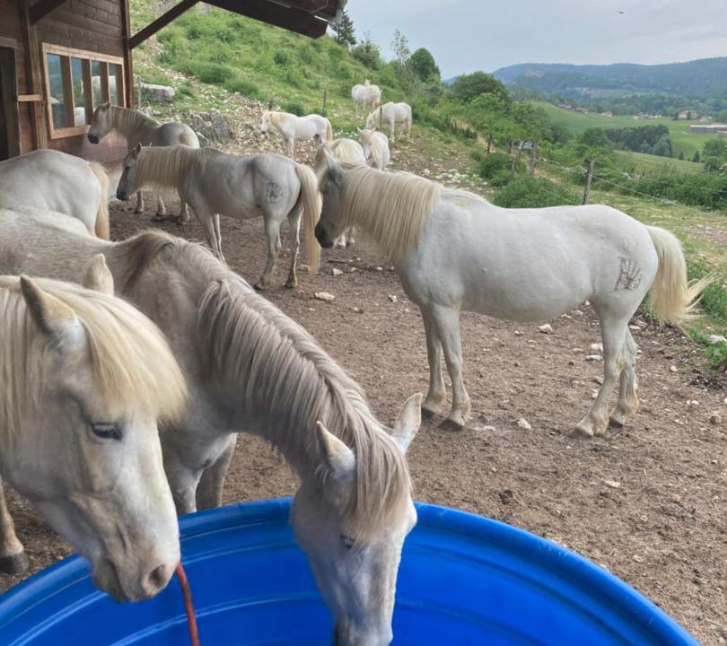 Photo of Others in Chaux-Neuve