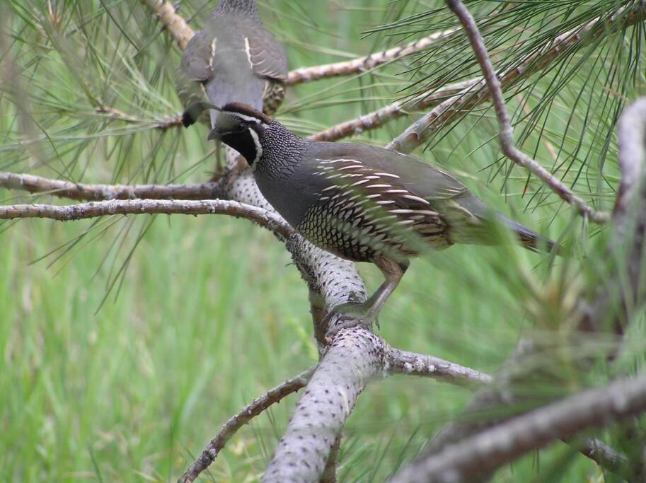 Photo of Others in Okanogan County
