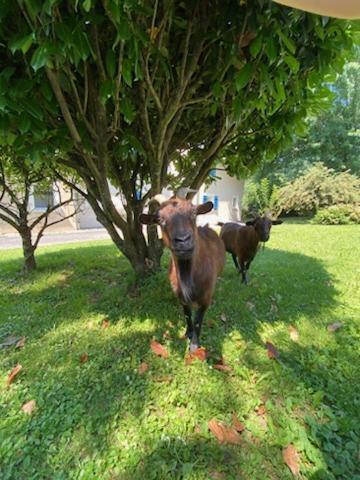 Photo of Others in Saint-Geniez-d'Olt