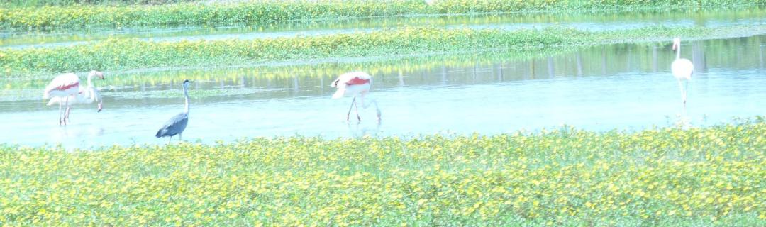 Photo of Others in Molleges