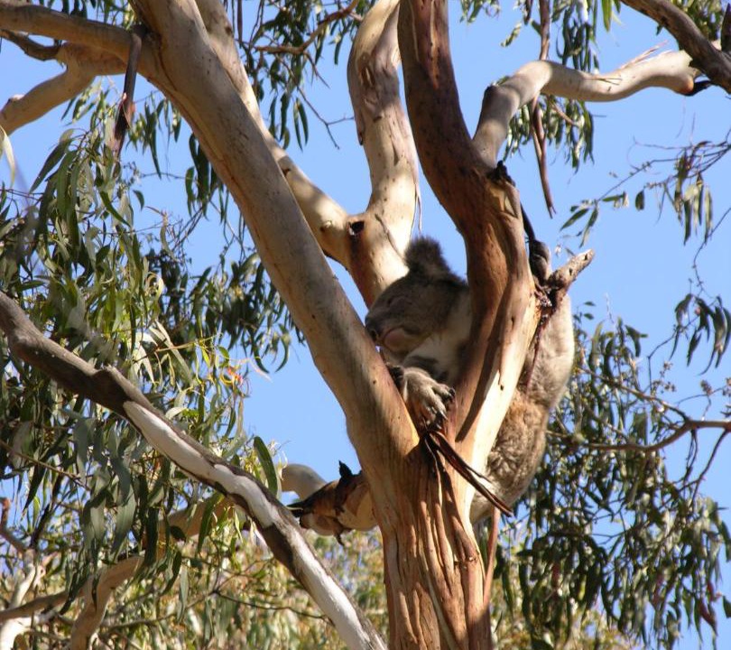Photo of Others in Cape Otway