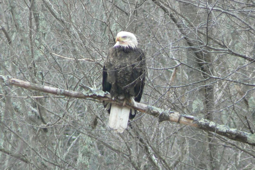 Photo of Others in Prattsville
