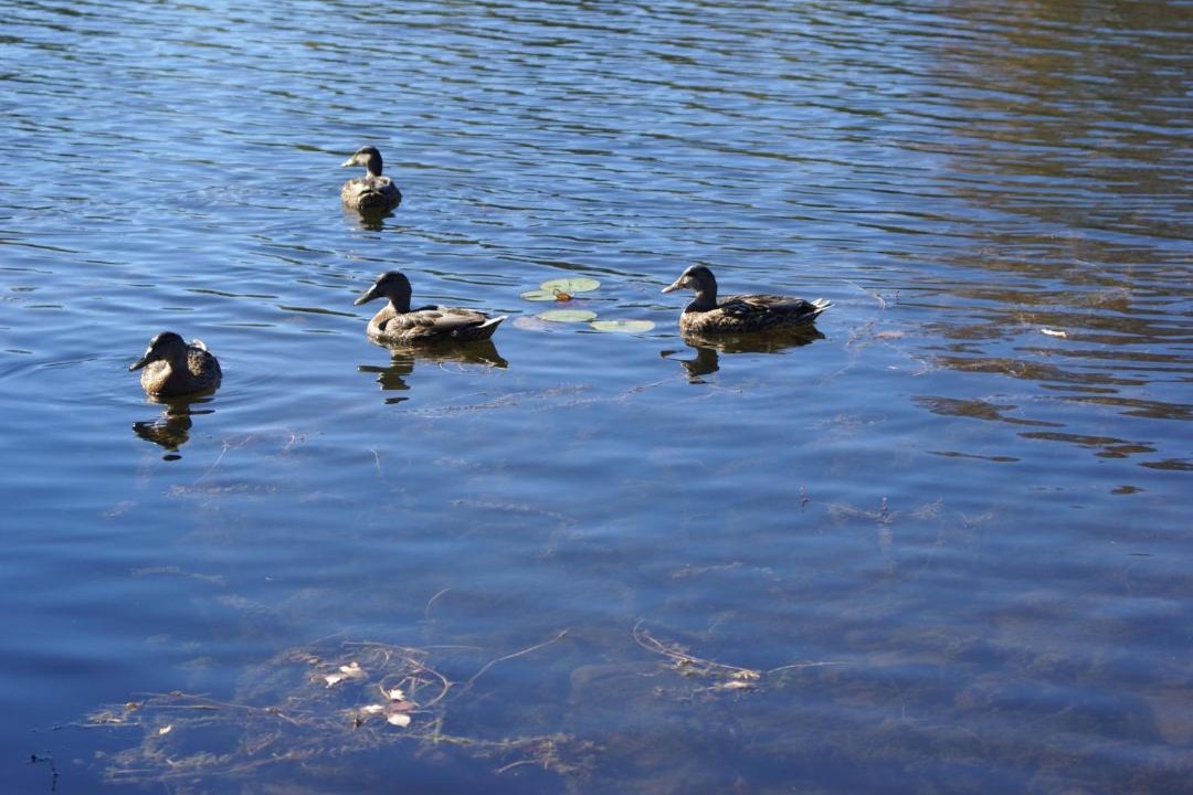Photo of Others in Peterborough