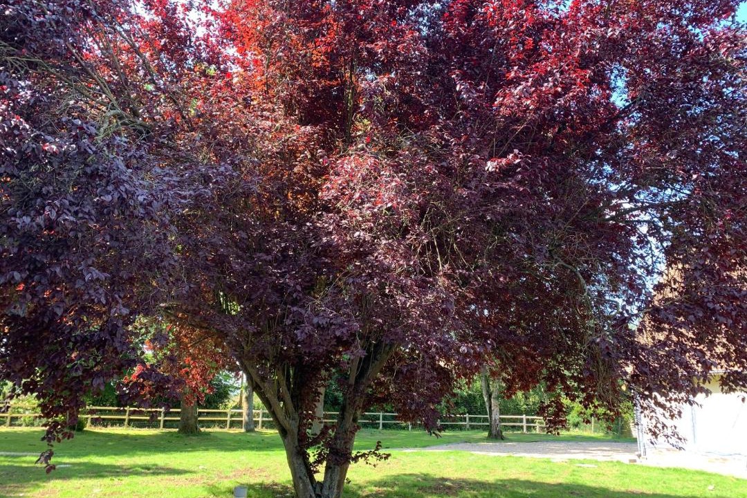 Photo of Outdoor in Hauville