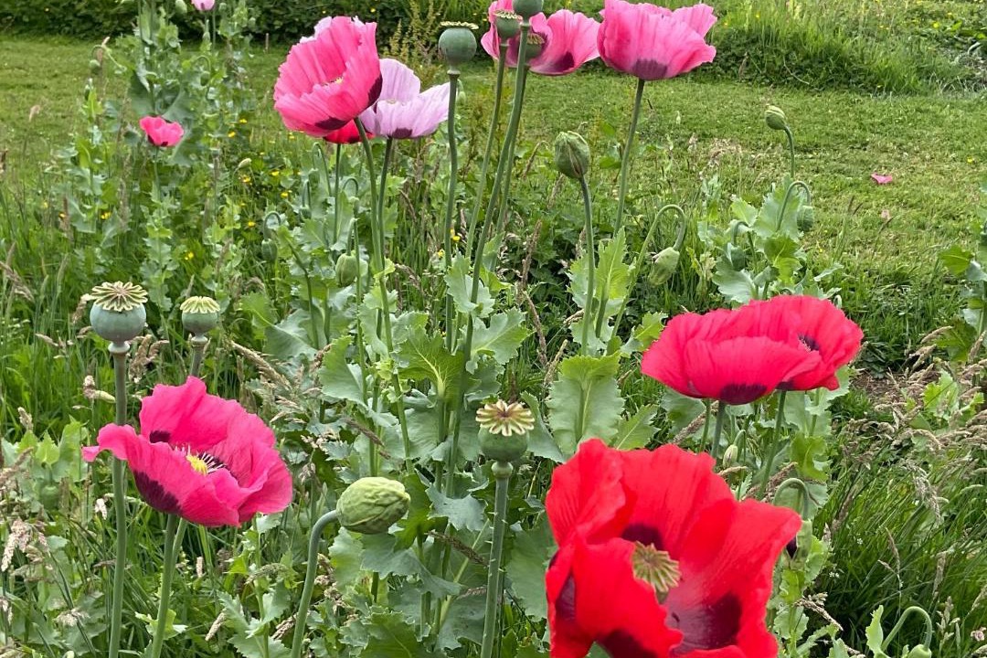 Photo of Others in Northallerton