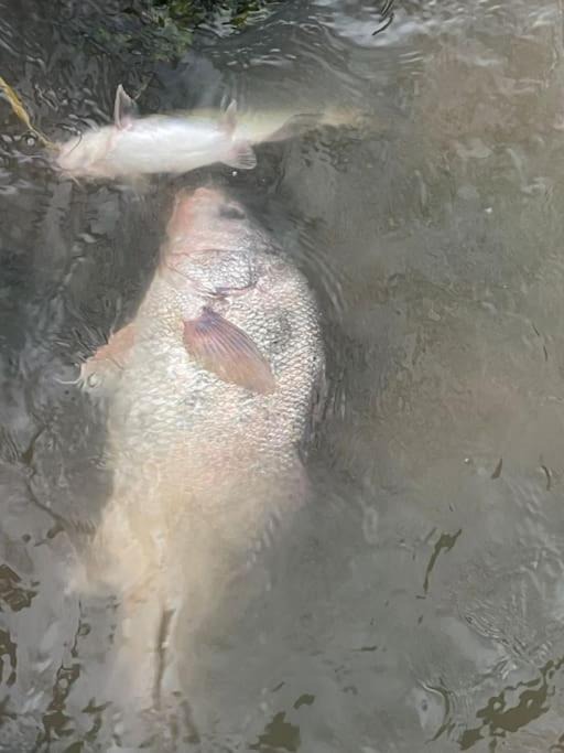 Photo of Others in Cedar Creek Reservoir