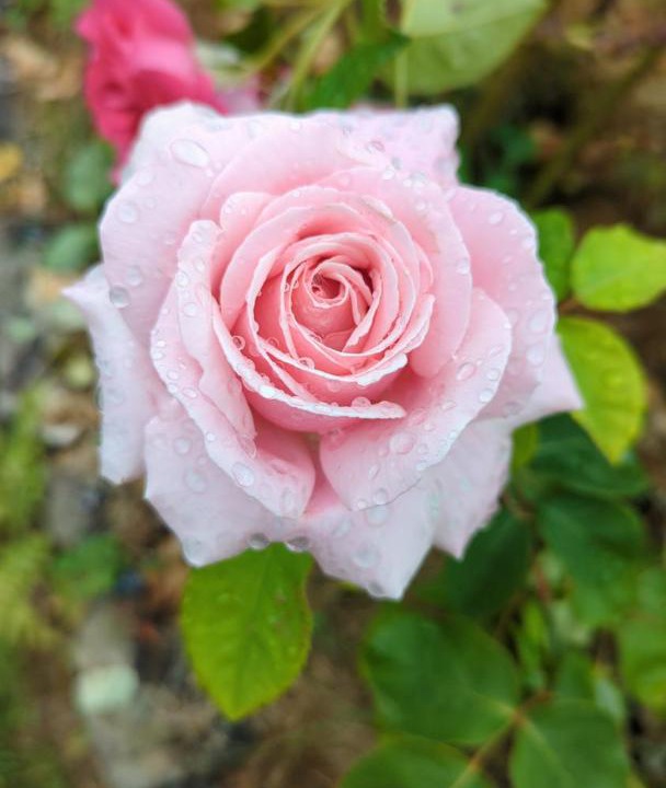 Photo of Others in Hambye