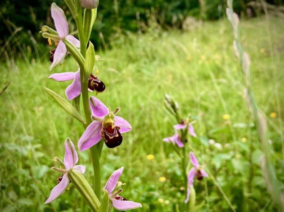 Photo of Others in Woodbridge