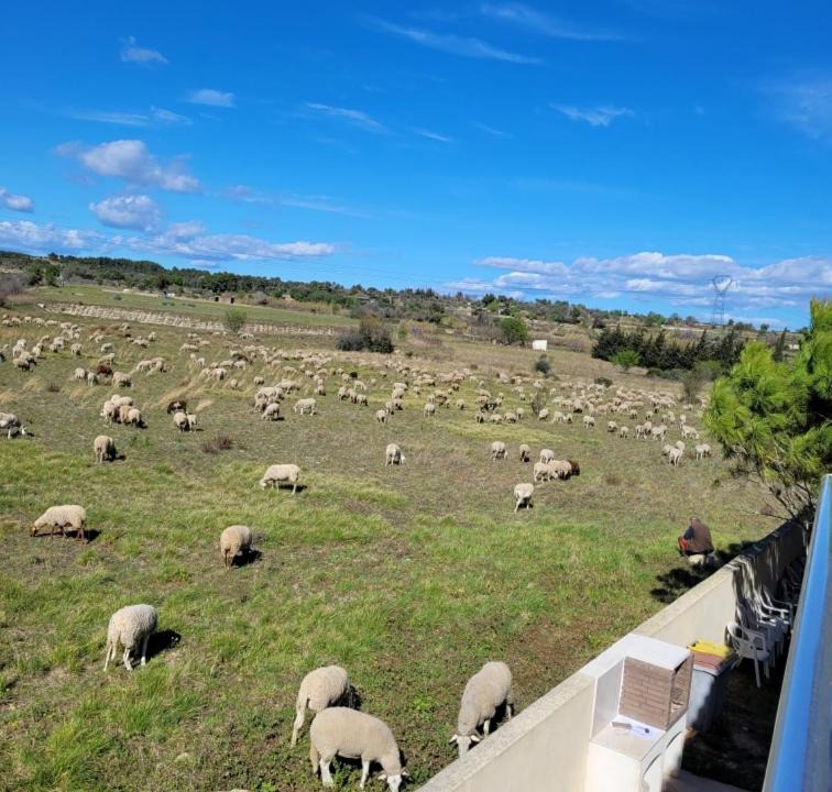 Photo of Others in Loupian
