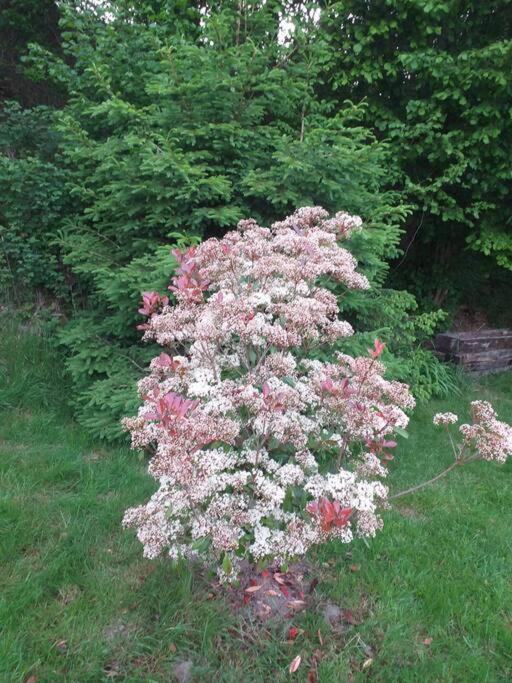 Photo of Others in Docelles