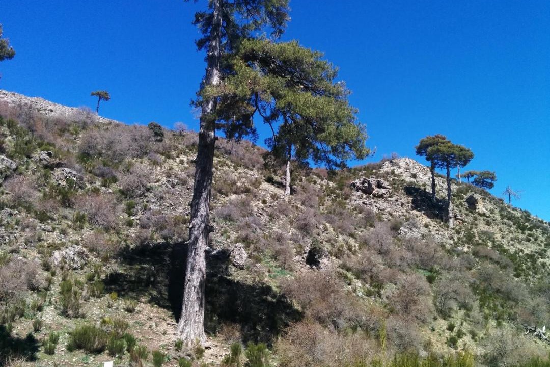 Photo of Others in Segura de la Sierra