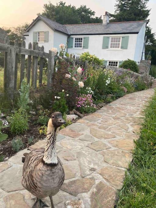 Photo of Buildings in Mawr