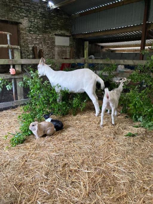 Photo of Others in Mawr