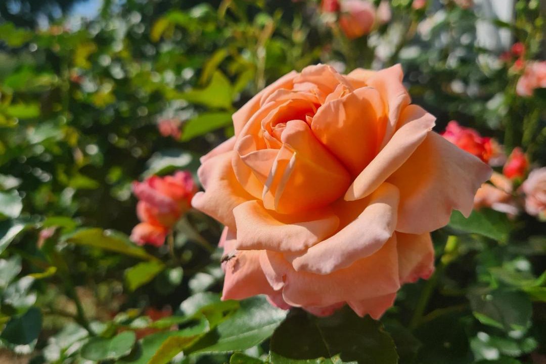 Photo of Outdoor in Saint-Romain-Lachalm