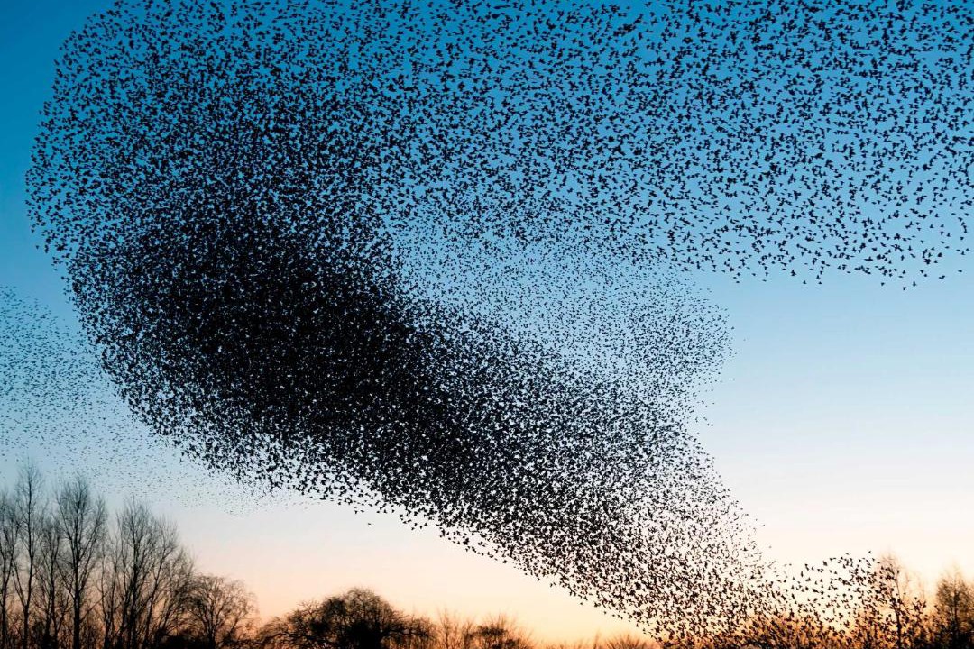 Photo of Human In Picture in Ribe