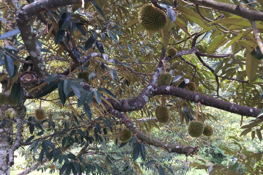 Photo of Outdoor in Seremban