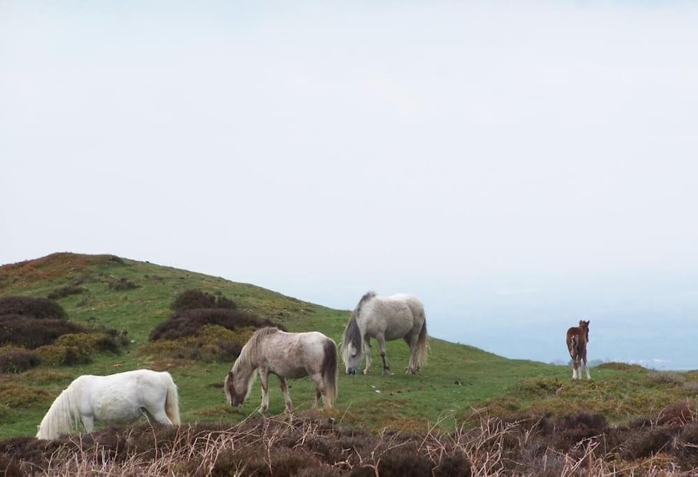 Photo of Others in Acton Scott