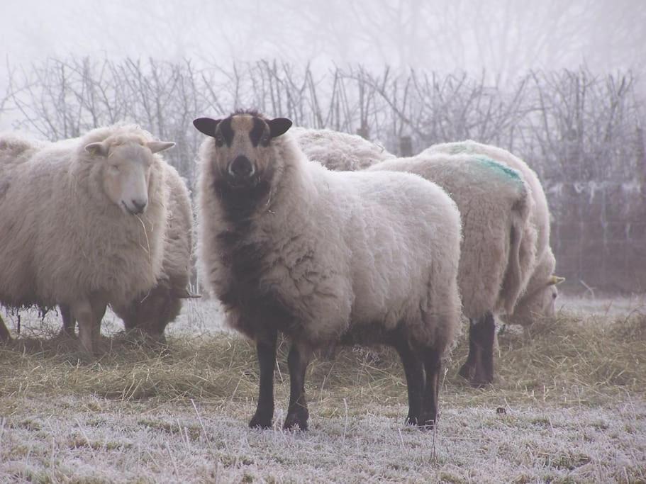 Photo of Others in Acton Scott