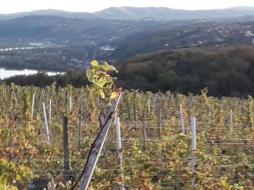 Photo of Others in Condrieu