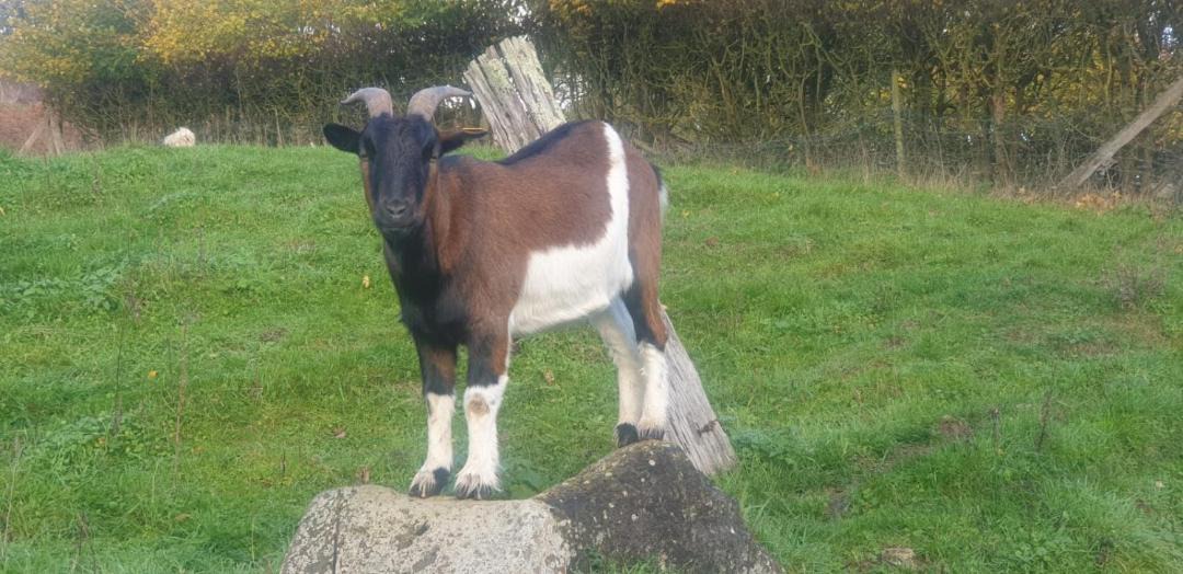 Photo of Others in Saint-Martin-de-la-Lieue