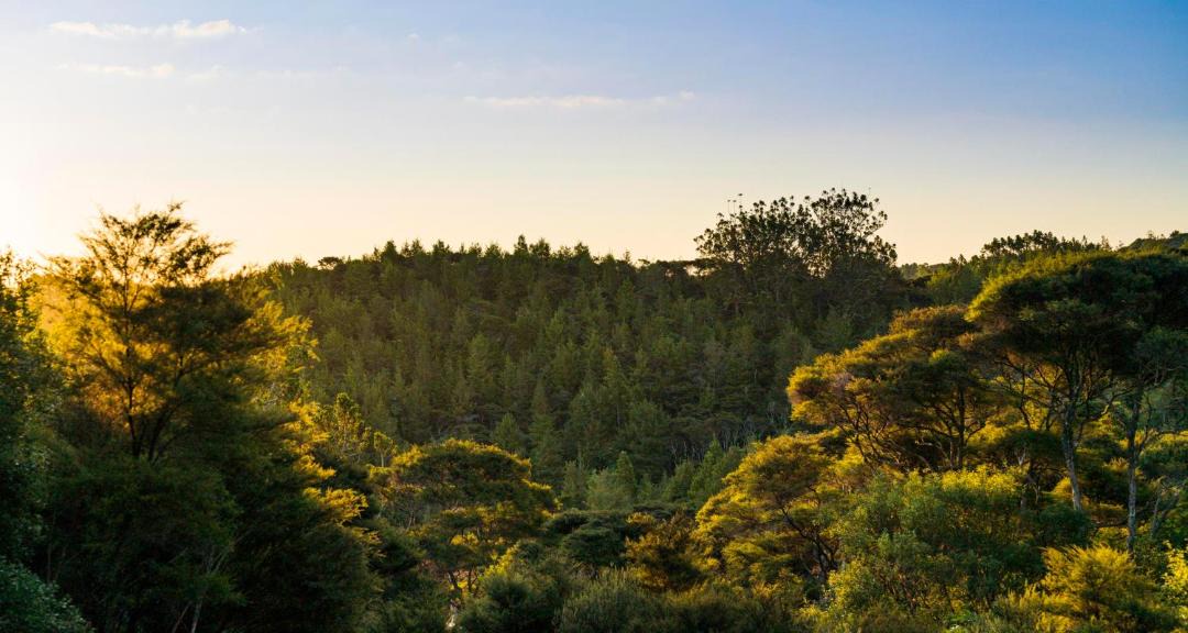 Photo of Outdoor in Waiheke Island