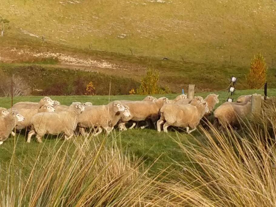 Photo of Others in Waiau