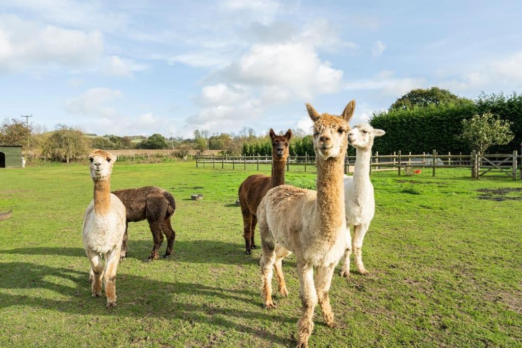 Photo of Others in Harrietsham