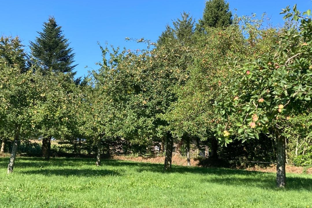 Photo of Outdoor in Hambye