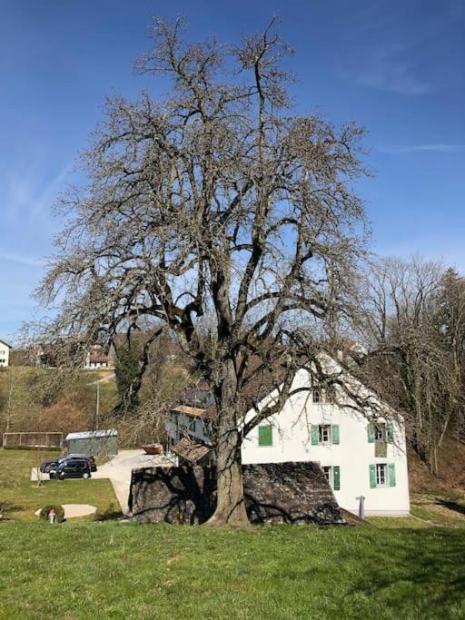 Photo of Buildings in Pfaffikon District
