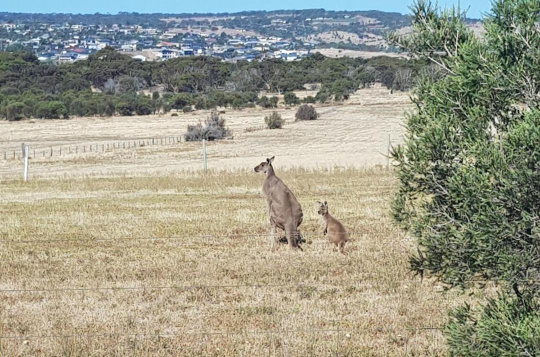 Photo of Others in Noarlunga Downs
