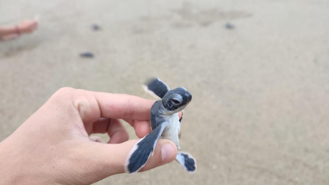 Photo of Others in Sarongan