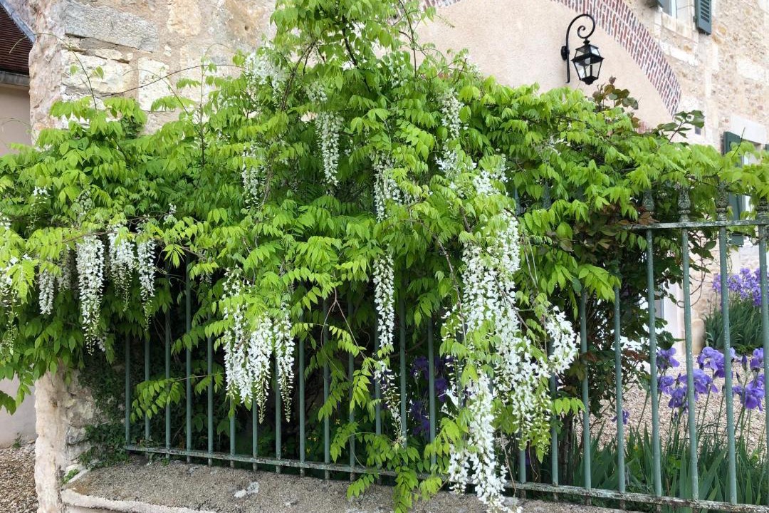 Photo of Others in Merry-sur-Yonne