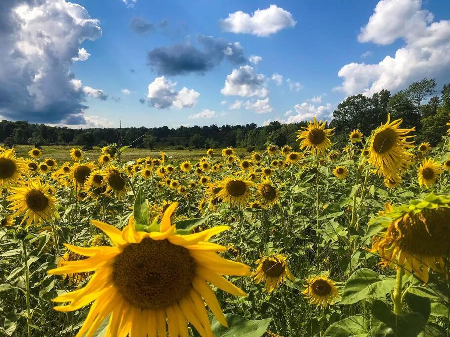 Photo of Others in Bloomville