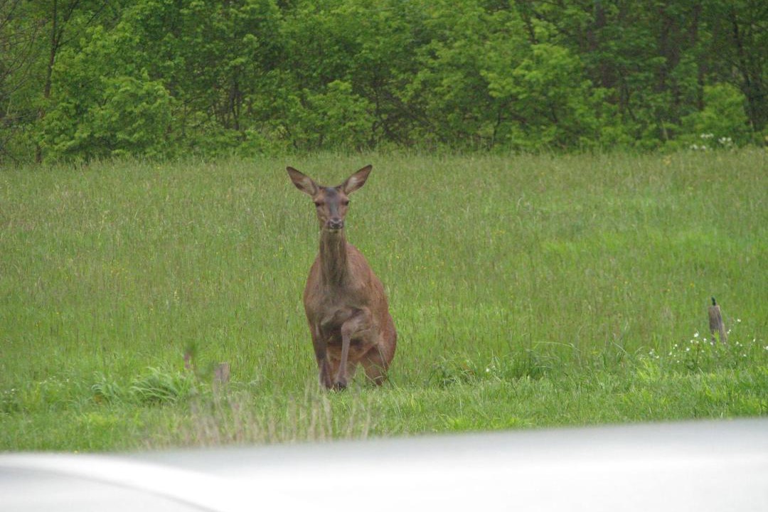 Photo of Others in Ore