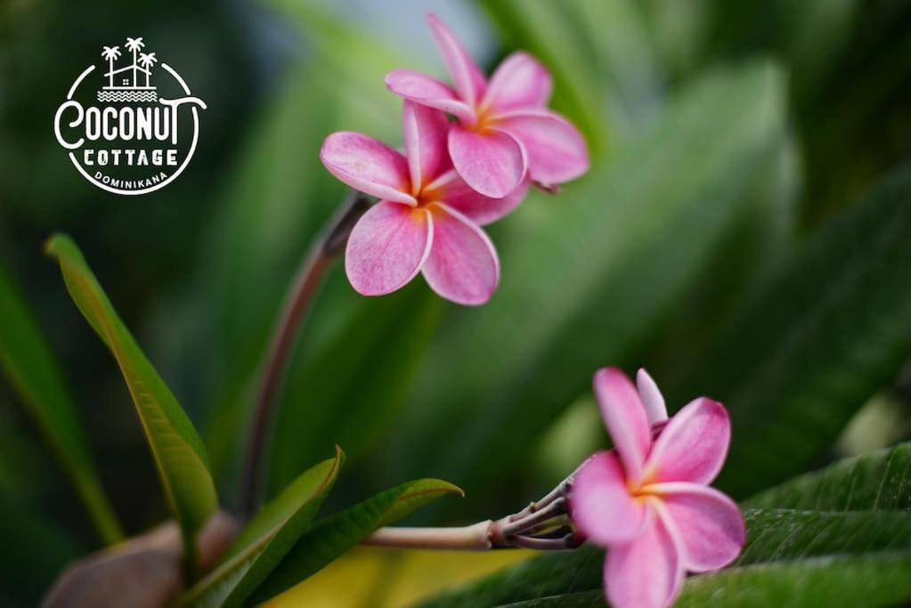 Photo of Others in Costambar