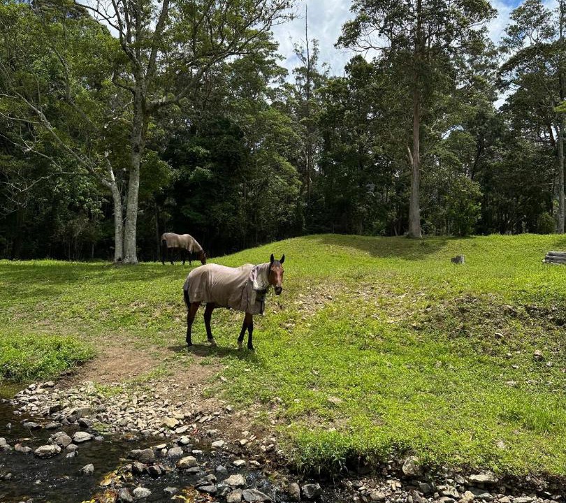 Photo of Others in Boambee