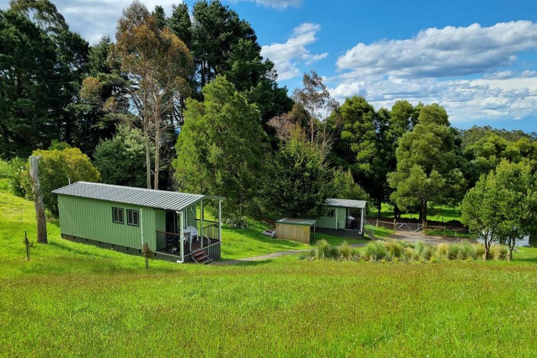 Photo of Others in Beech Forest