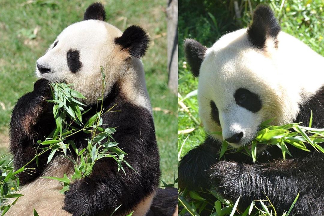 Photo of Human In Picture in Villefranche-sur-Cher