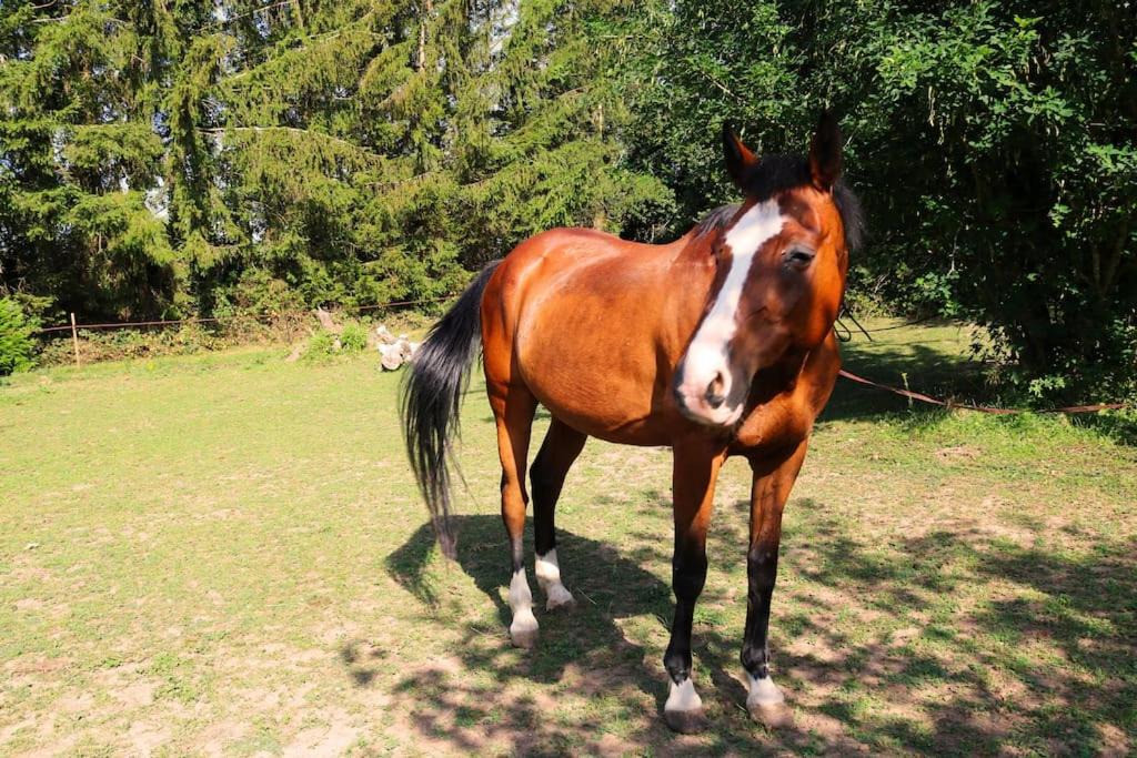 Photo of Human In Picture in Thurey-le-Mont