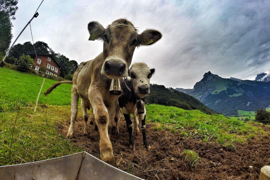 Photo of Others in Engelberg