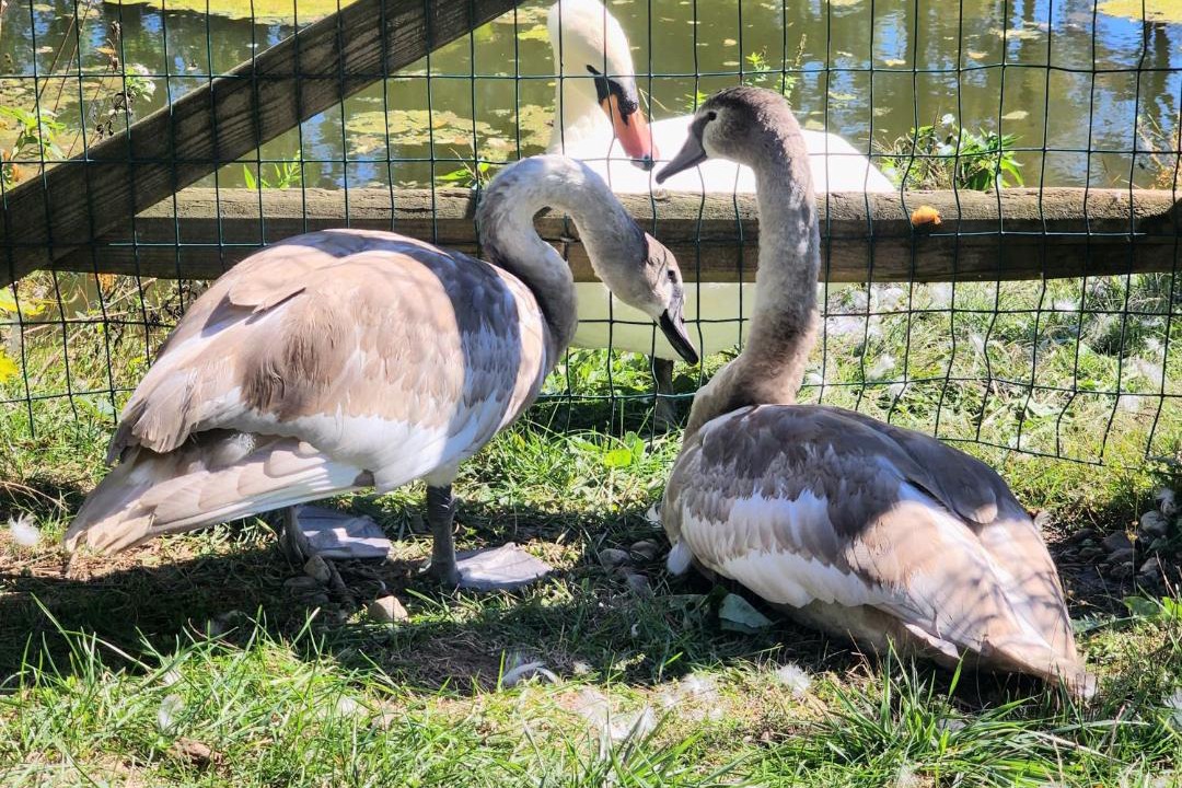 Photo of Others in Limekiln