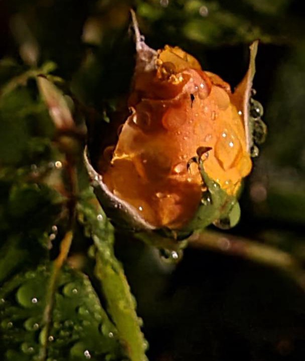 Photo of Others in Blainville-sur-Mer