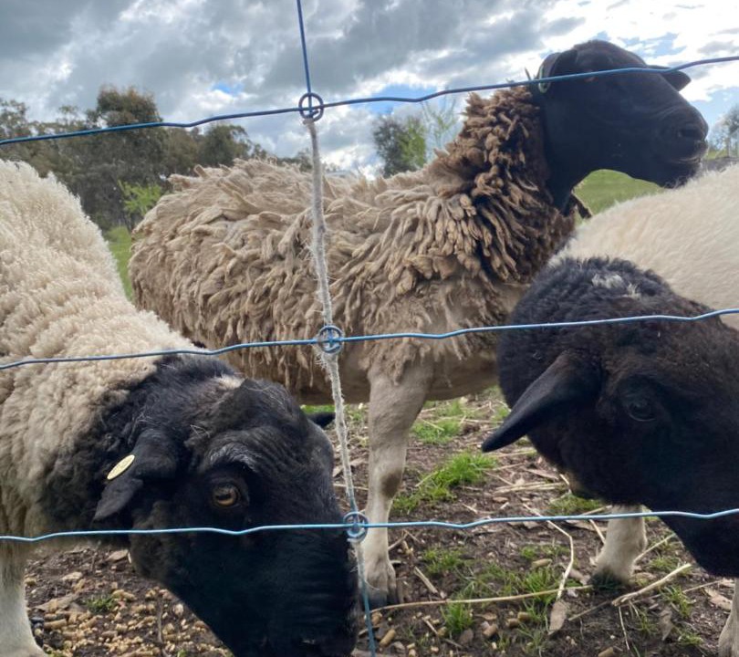 Photo of Others in Argyle