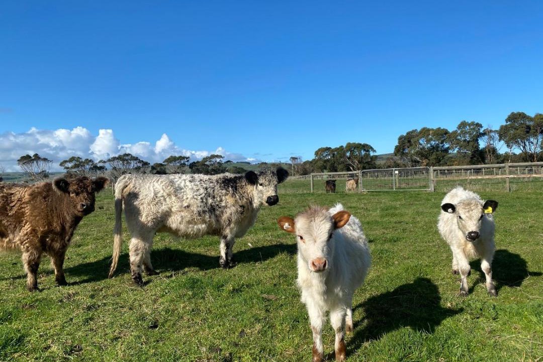 Photo of Others in Bass