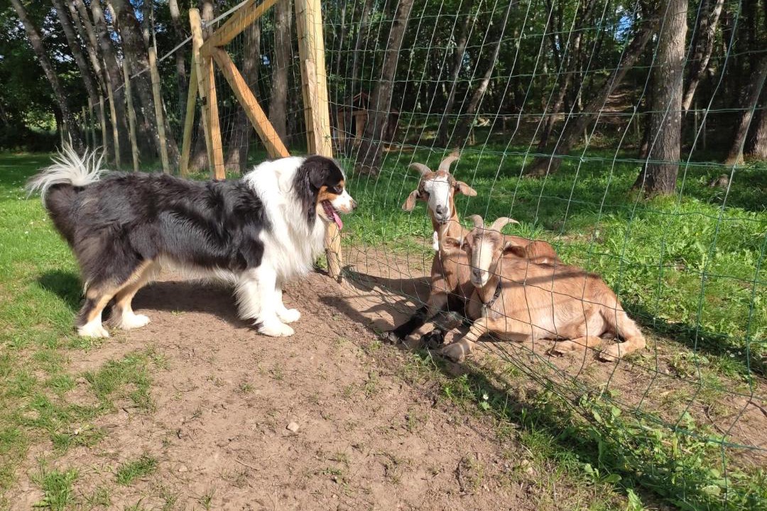 Photo of Others in Catus