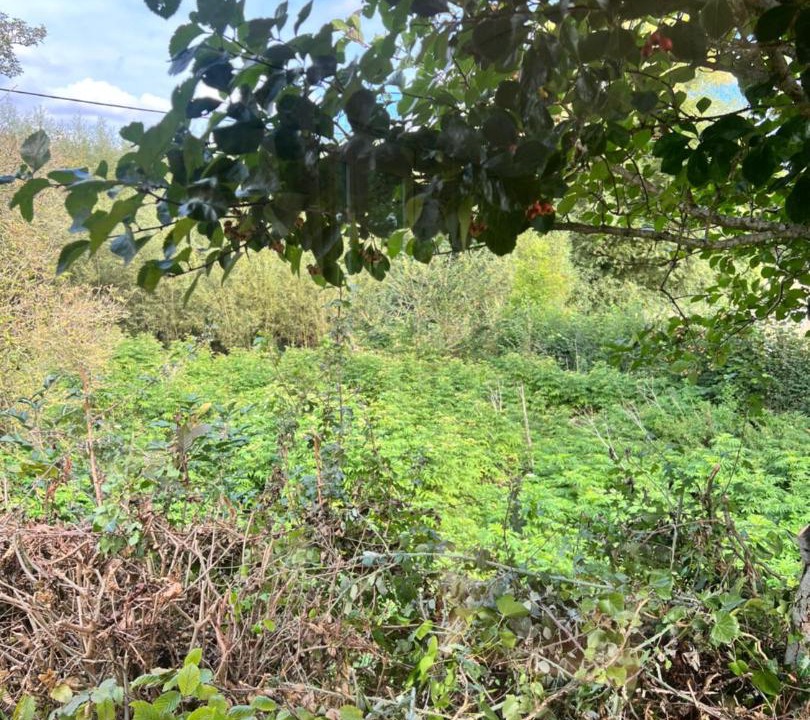 Photo of Others in Berwick St James