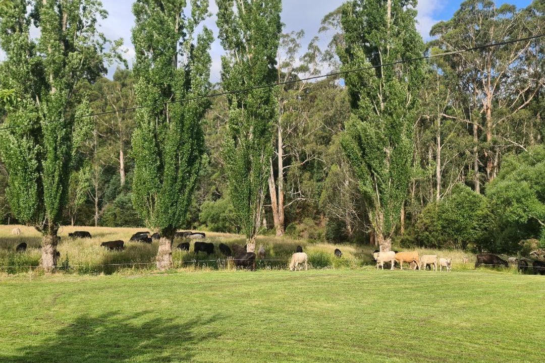 Photo of Others in Caringal