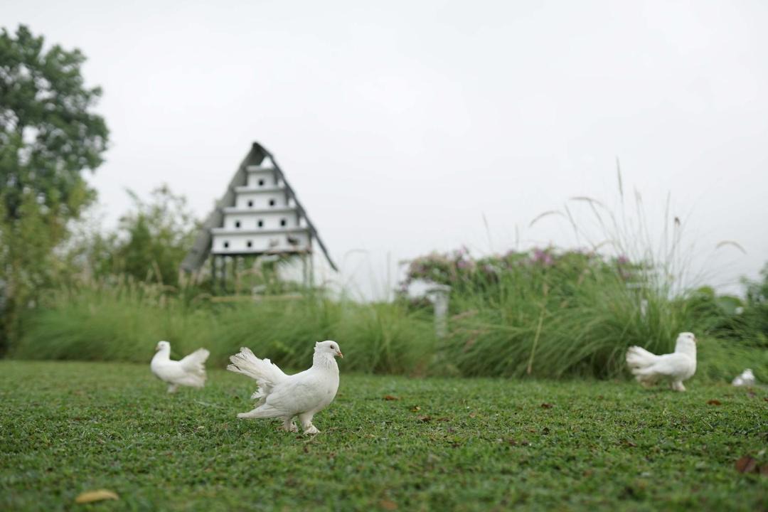 Photo of Others in Prambanan