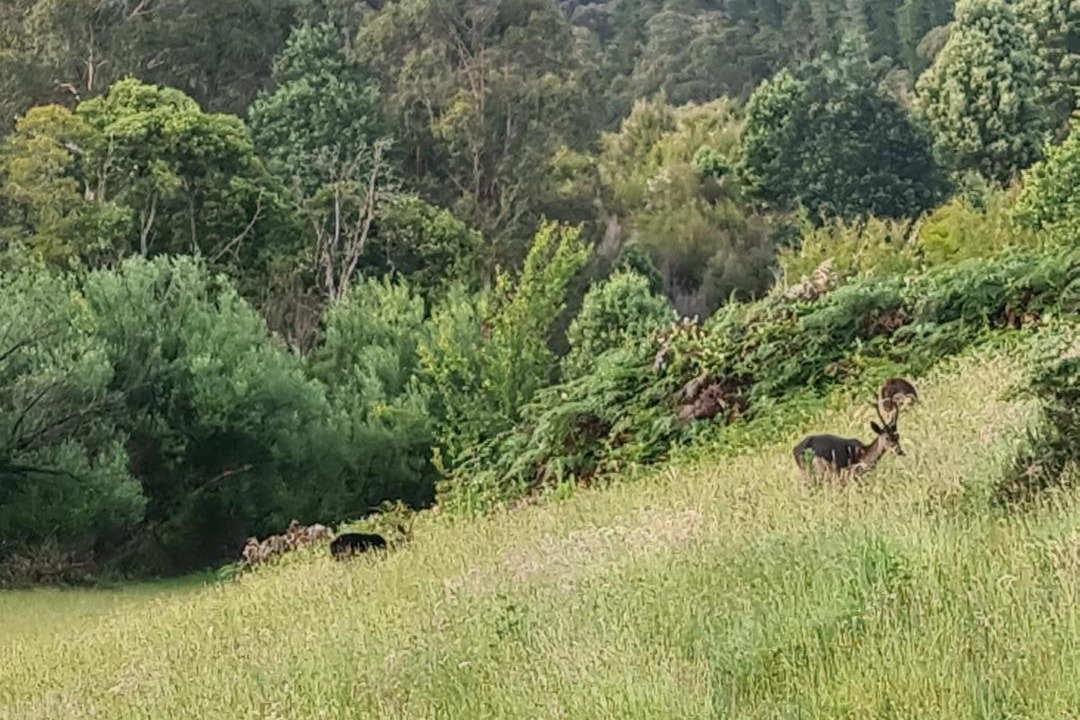 Photo of Others in Caringal